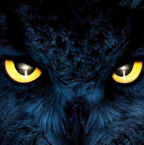 Meet your Posher, Ayden